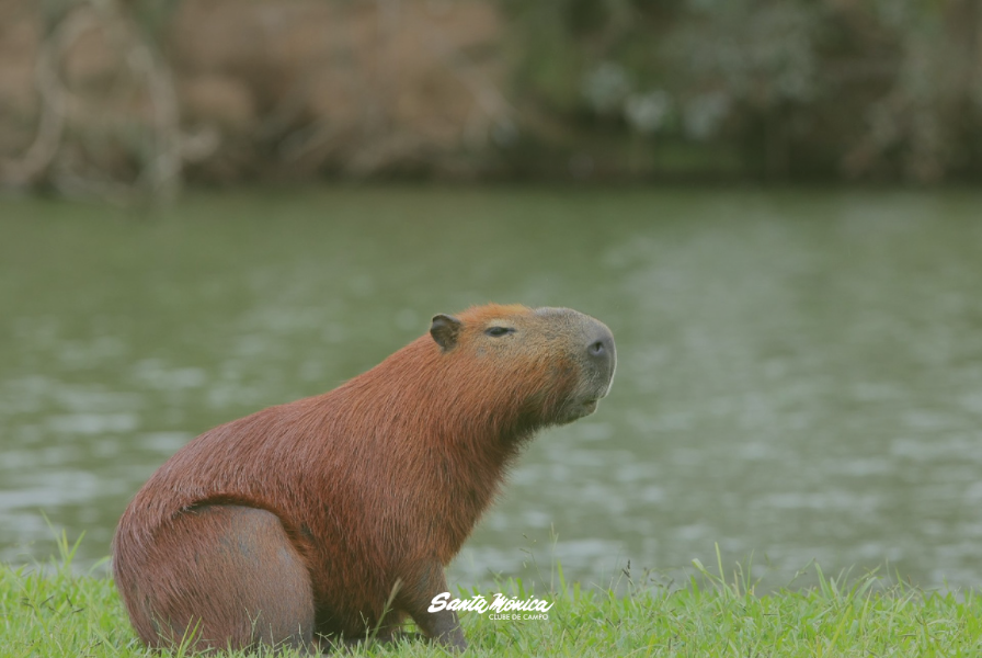 Curiosidades Sobre a Fauna do Clube